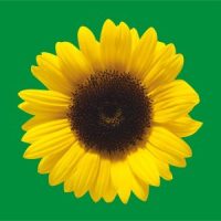 Yellow Sunflower on Green colour background